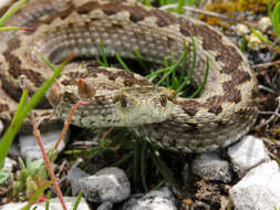 Plancia ëd Vipera ursinii ursinii (Bonaparte 1835)