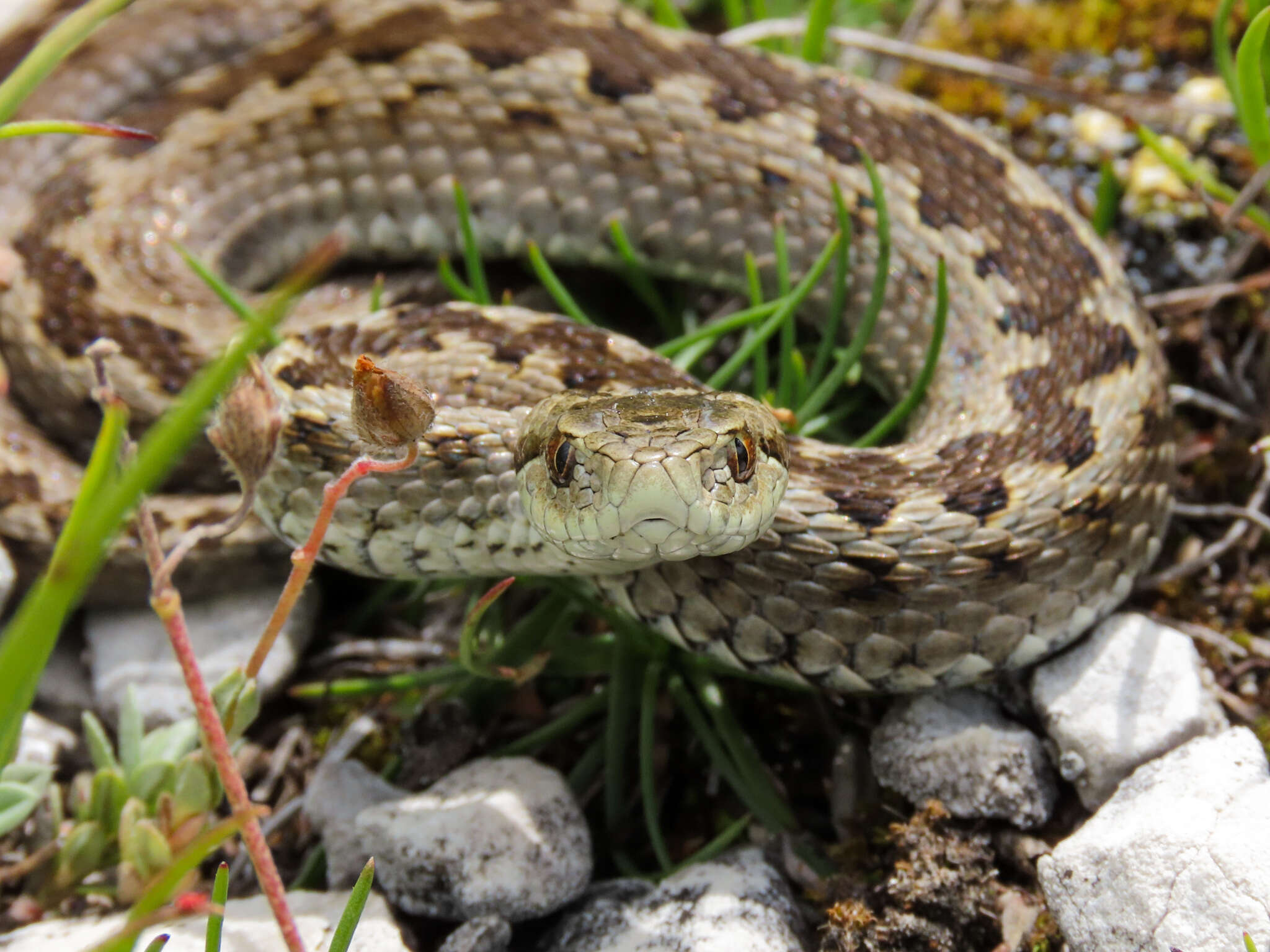 Image of Vipera ursinii ursinii (Bonaparte 1835)