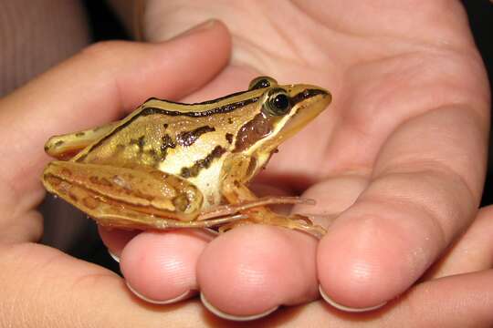 Image of Striped Stream Frog