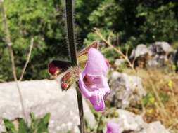 Image of Salvia recognita Fisch. & C. A. Mey.