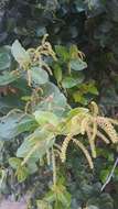 Image of Combretum laxum Jacquin