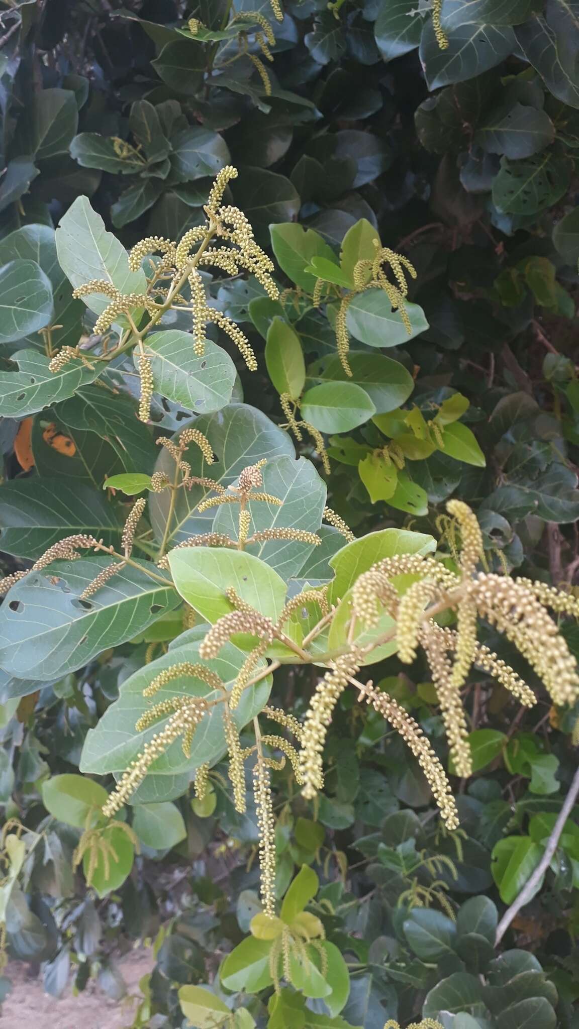 Image of Combretum laxum Jacquin