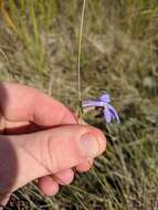 Plancia ëd Lobelia glandulosa Walter