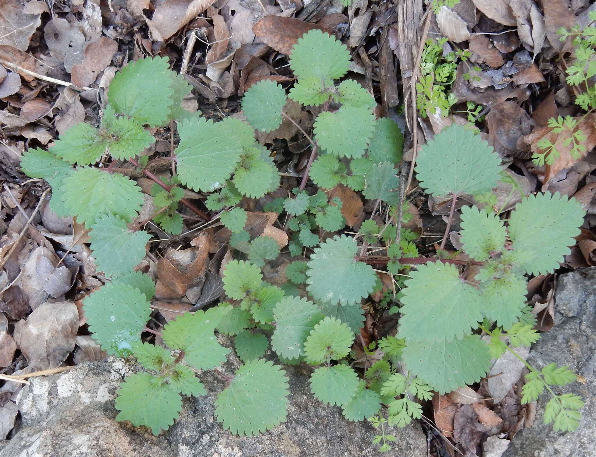 Image of heartleaf nettle