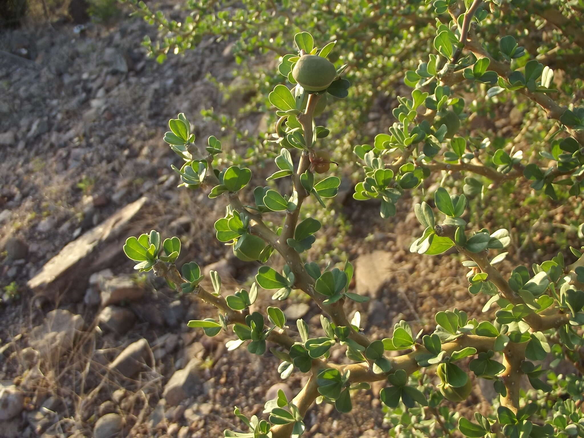 Imagem de Jatropha cuneata Wiggins & Rollins