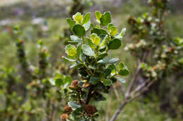 Imagem de Baccharis rhomboidalis Remy