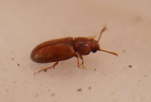 Image of Pleasing fungus beetle