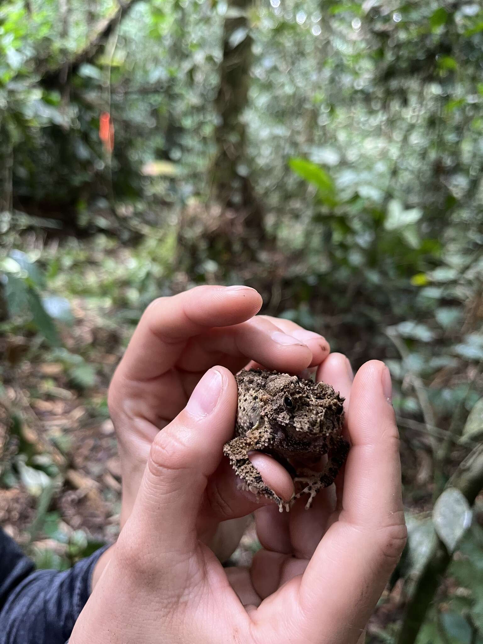 صورة Sclerophrys tuberosa (Günther 1858)