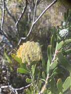 Image of Leucospermum truncatum (Buek ex Meissn.) Rourke