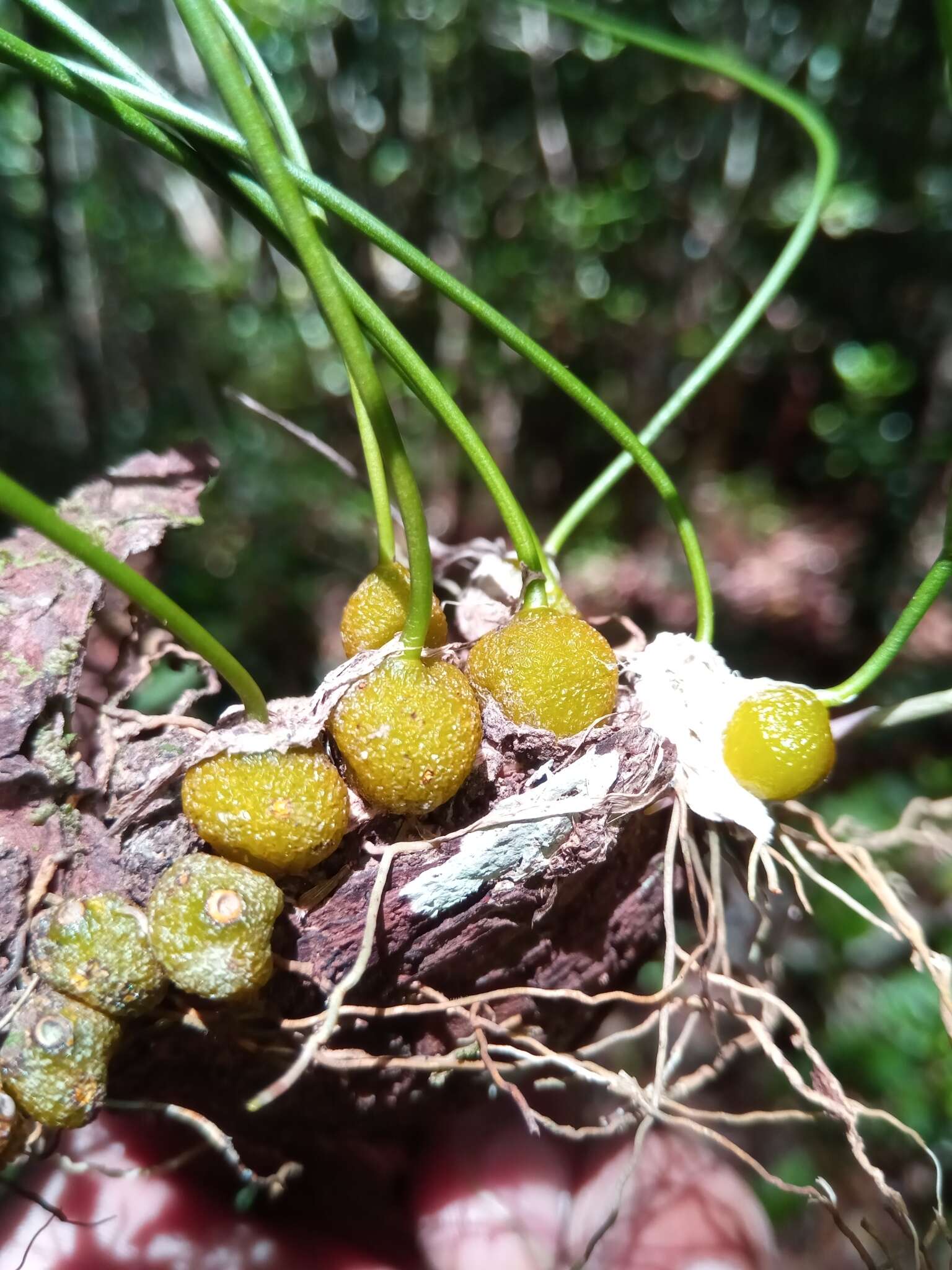 Image de Bulbophyllum leandrianum H. Perrier