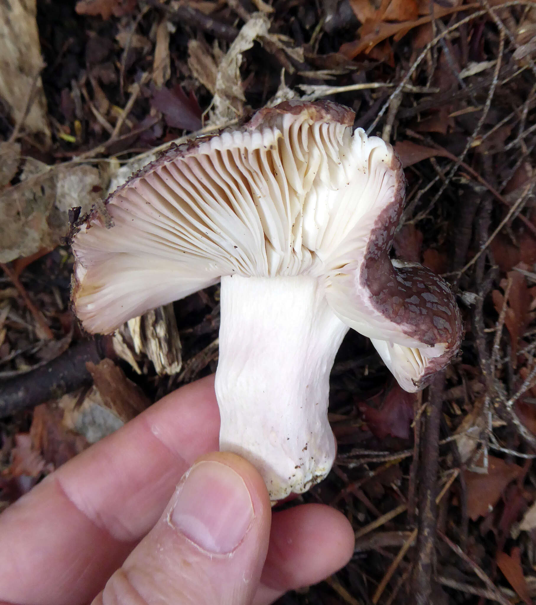 Image of Russula griseoviridis McNabb 1973