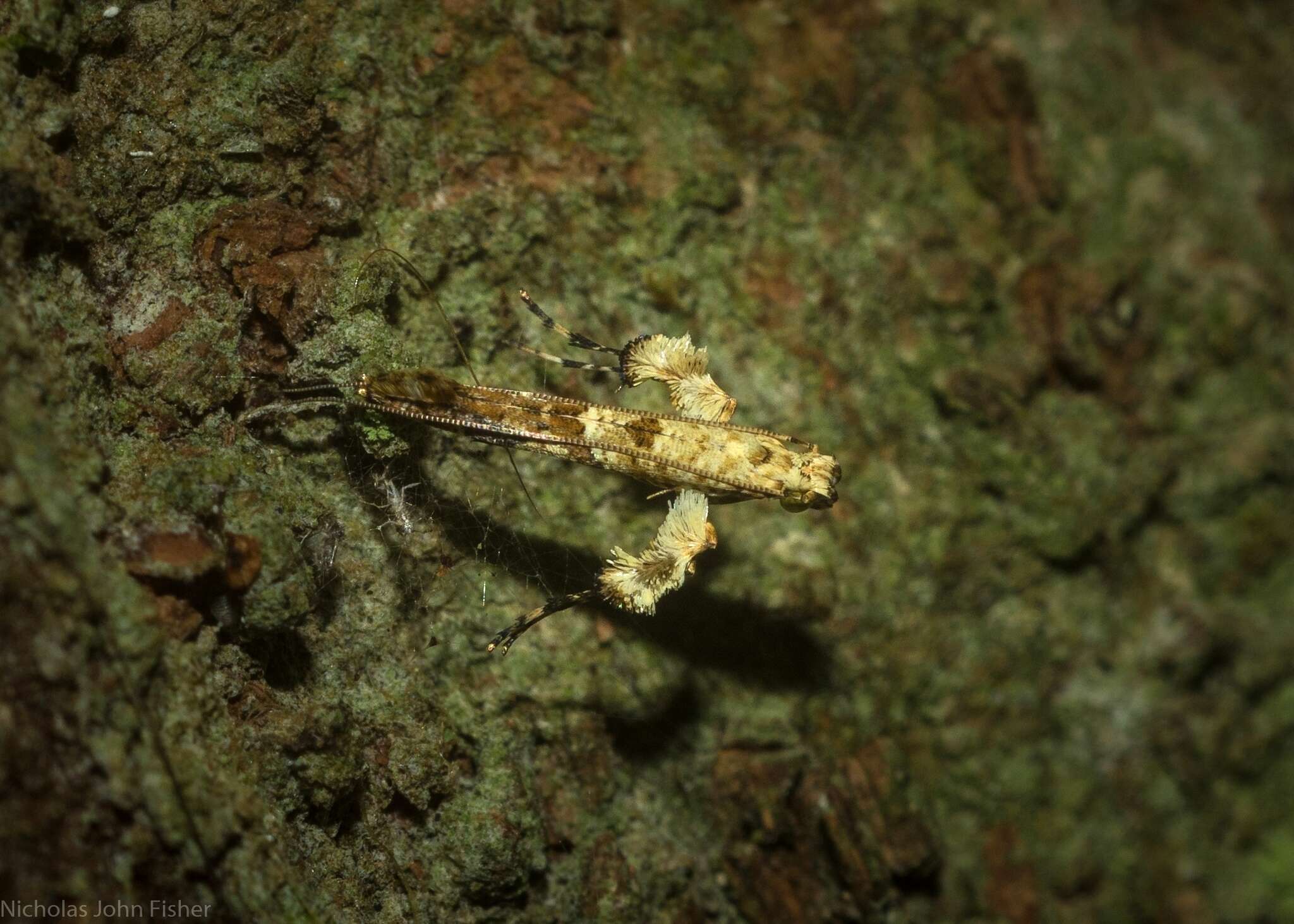 Imagem de Caloptilia plagata (Stainton 1862)