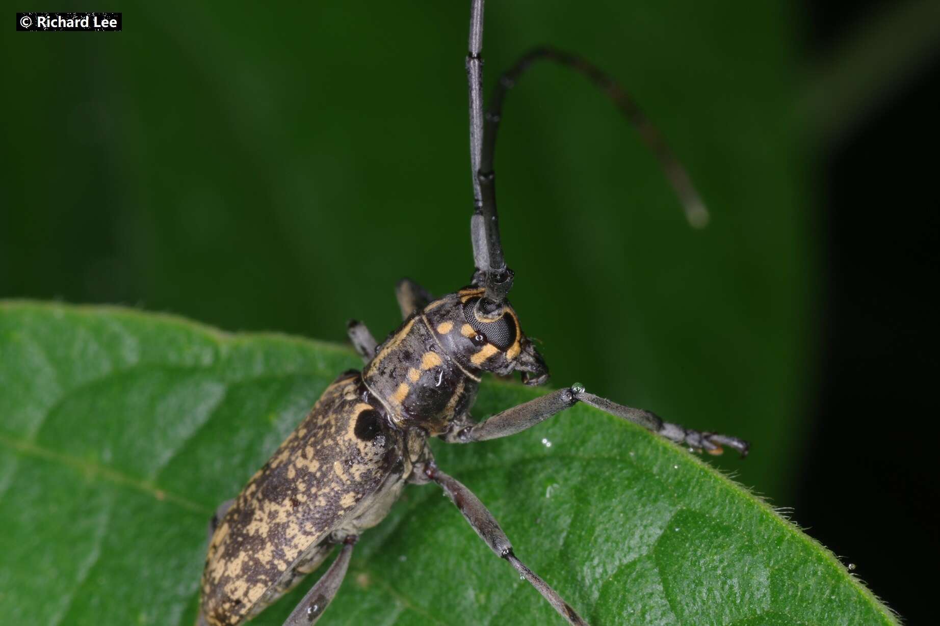 Image of Epepeotes luscus (Fabricius 1787)