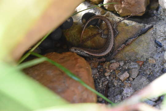 Image of Shore skink