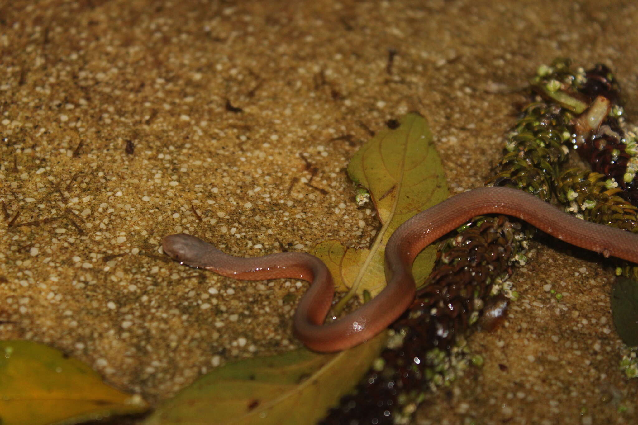 Image of Southern Brown Egg Eater