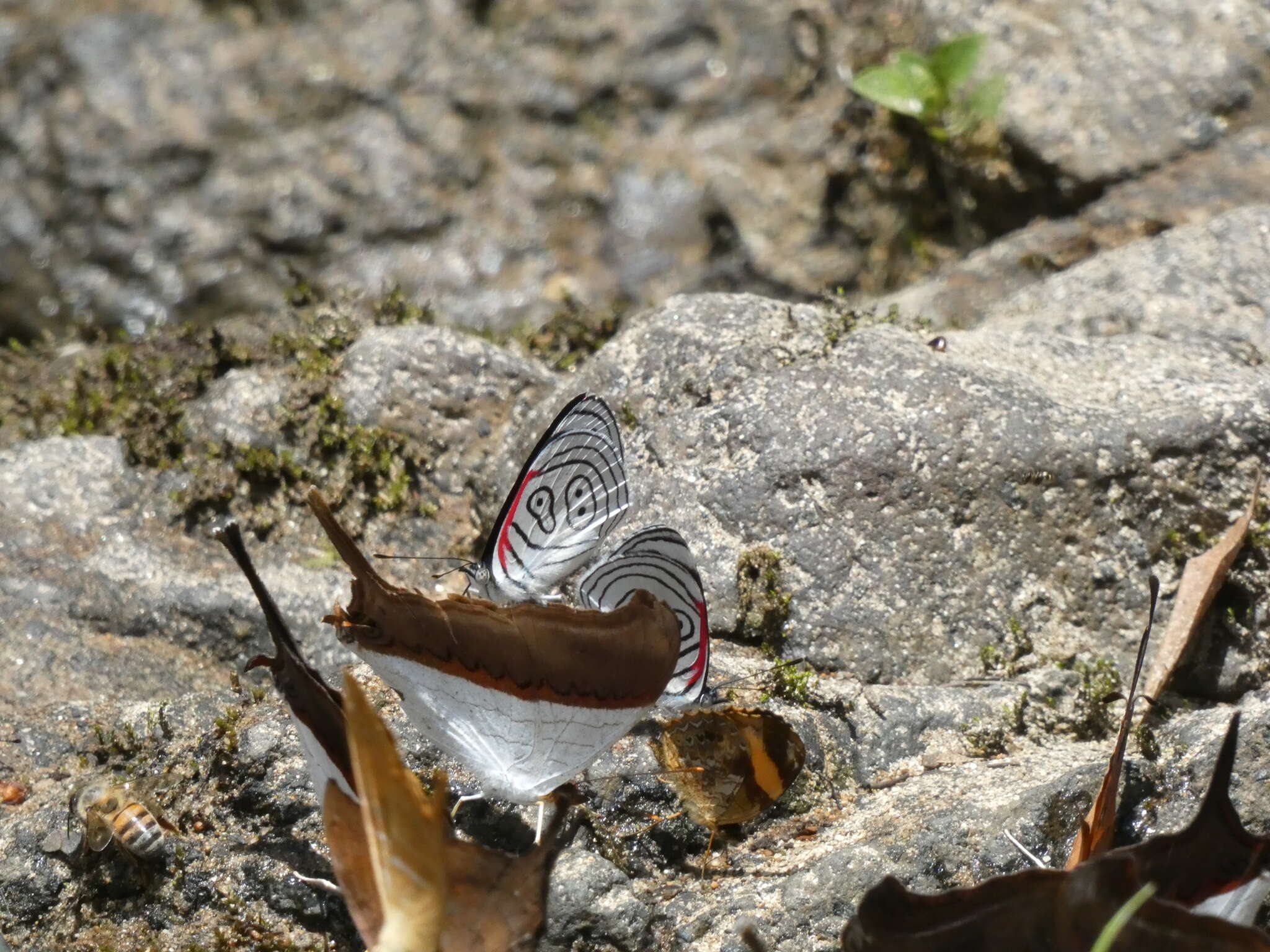 صورة Diaethria neglecta Salvin 1869