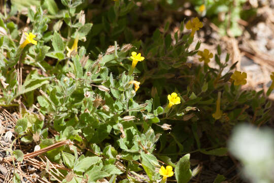 Plancia ëd Erythranthe moschata (Douglas ex Lindl.) G. L. Nesom