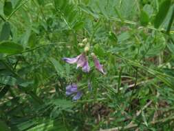 Image of Vicia popovii O. D. Nikif.