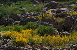 Sivun Hypericum libanoticum Robson kuva