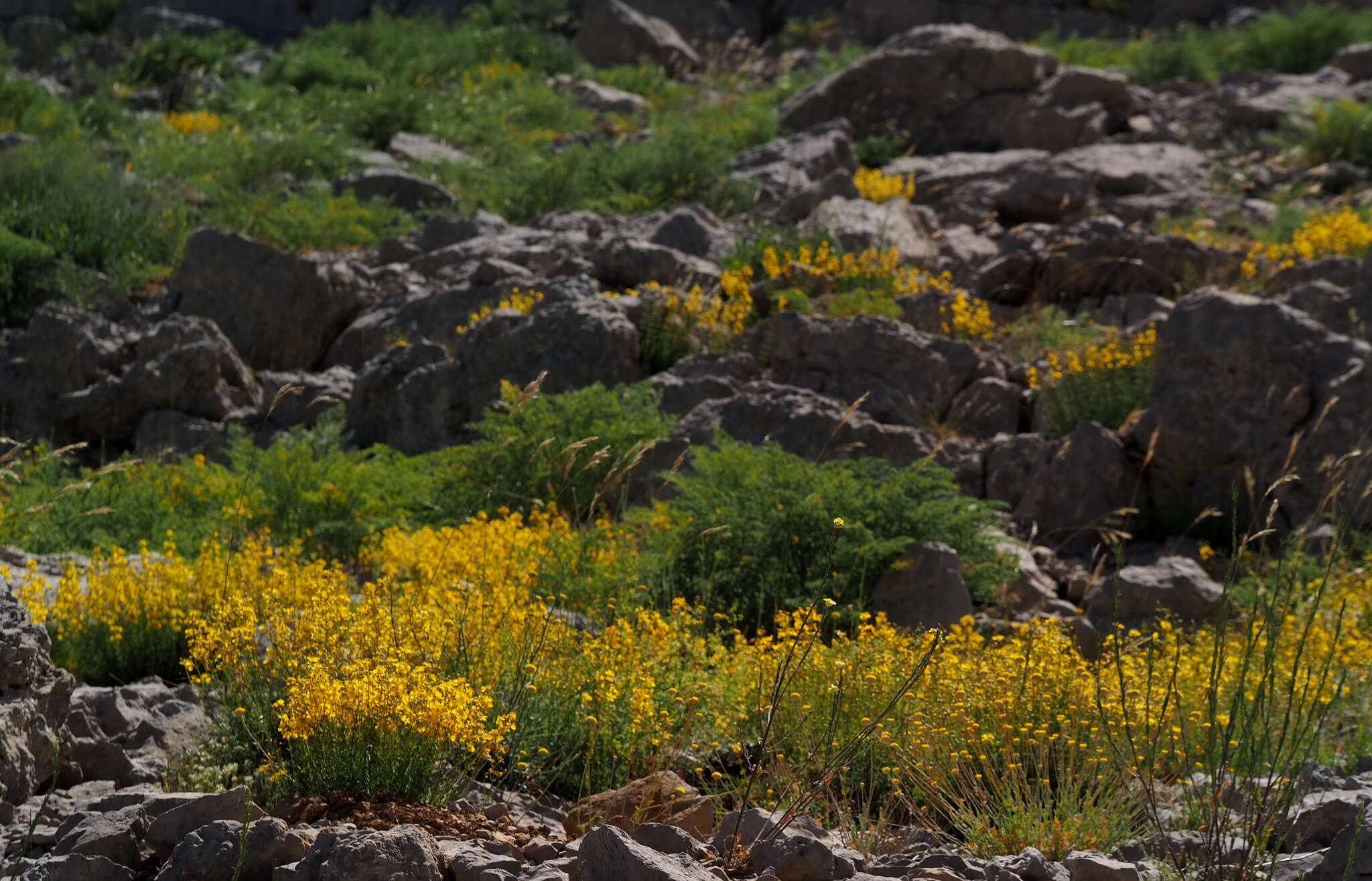 Sivun Hypericum libanoticum Robson kuva