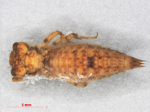 539.odobp rmnh ins 509696 1468521004 jpg.580x360