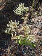 Imagem de Eupatorium petaloideum Britt.