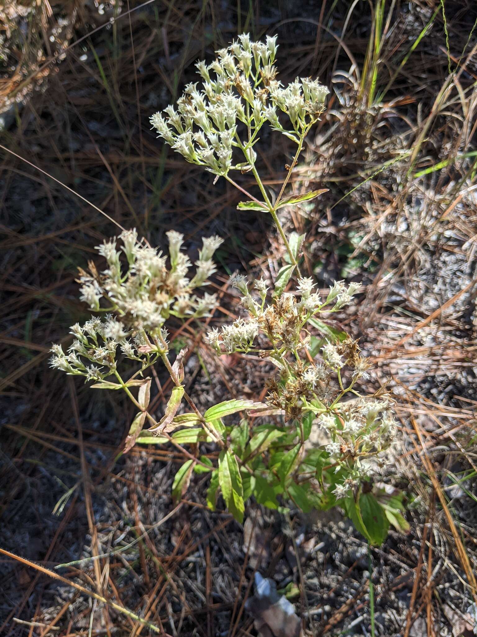 Eupatorium petaloideum Britt.的圖片