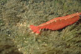 Image of <i>Caridina lanceifrons</i>