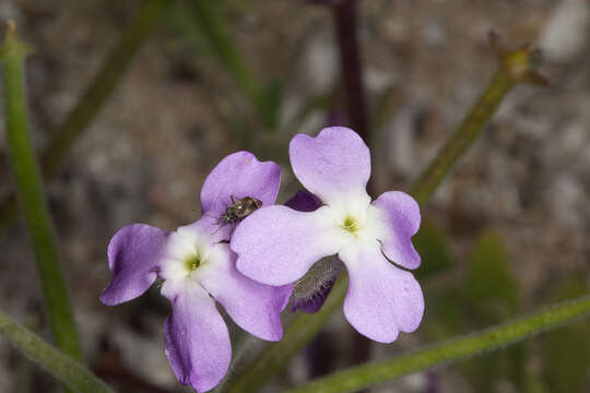 Image of Matthiola tricuspidata (L.) W. T. Aiton