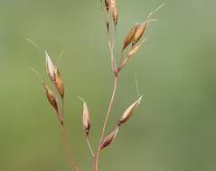 Imagem de Agrostis rupestris All.