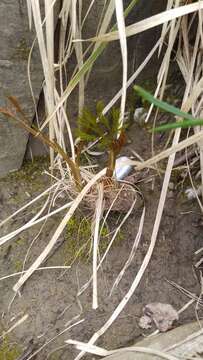 صورة Peucedanum longifolium Waldst. & Kit.