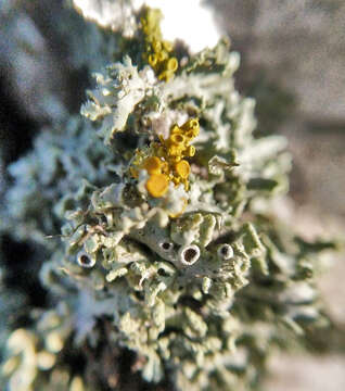 Image of rosette lichen