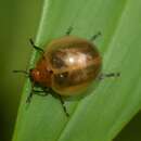 Image of <i>Aegithus monochrous</i> Lacordaire 1842