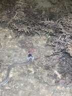 Image of Black-neck snake eel