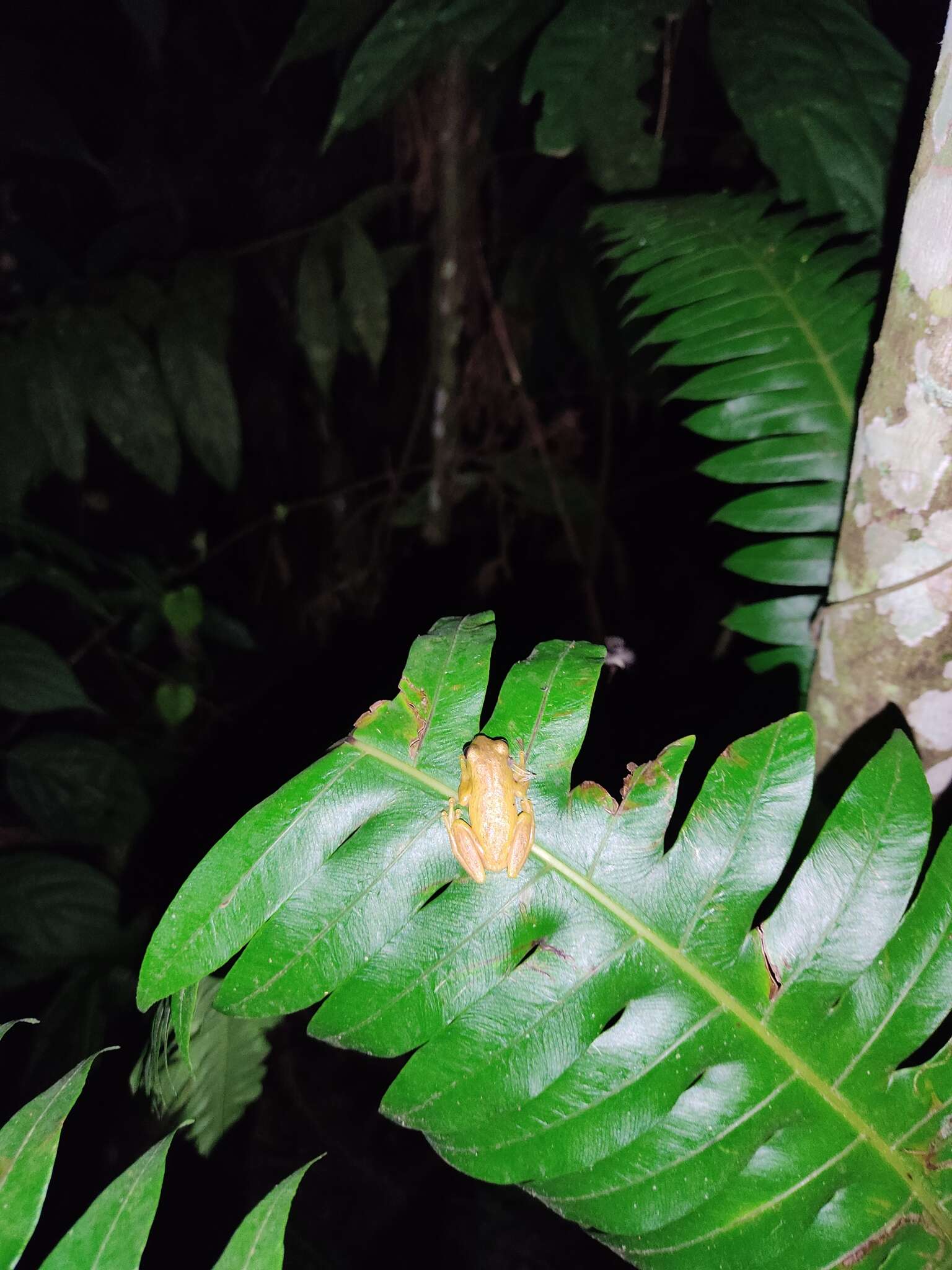 Image of Boettger's Colombian Treefrog