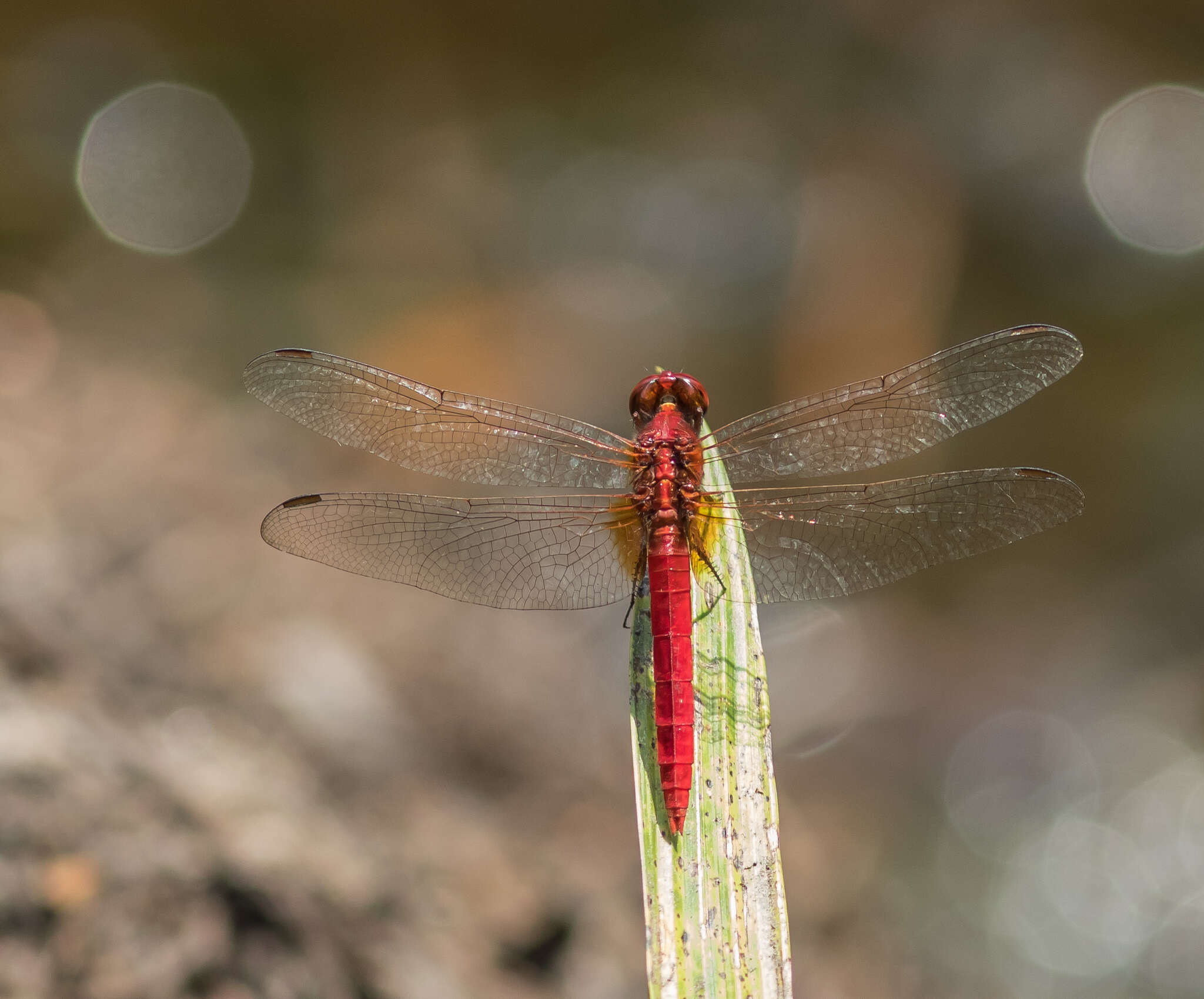 Imagem de Rhodothemis rufa (Rambur 1842)