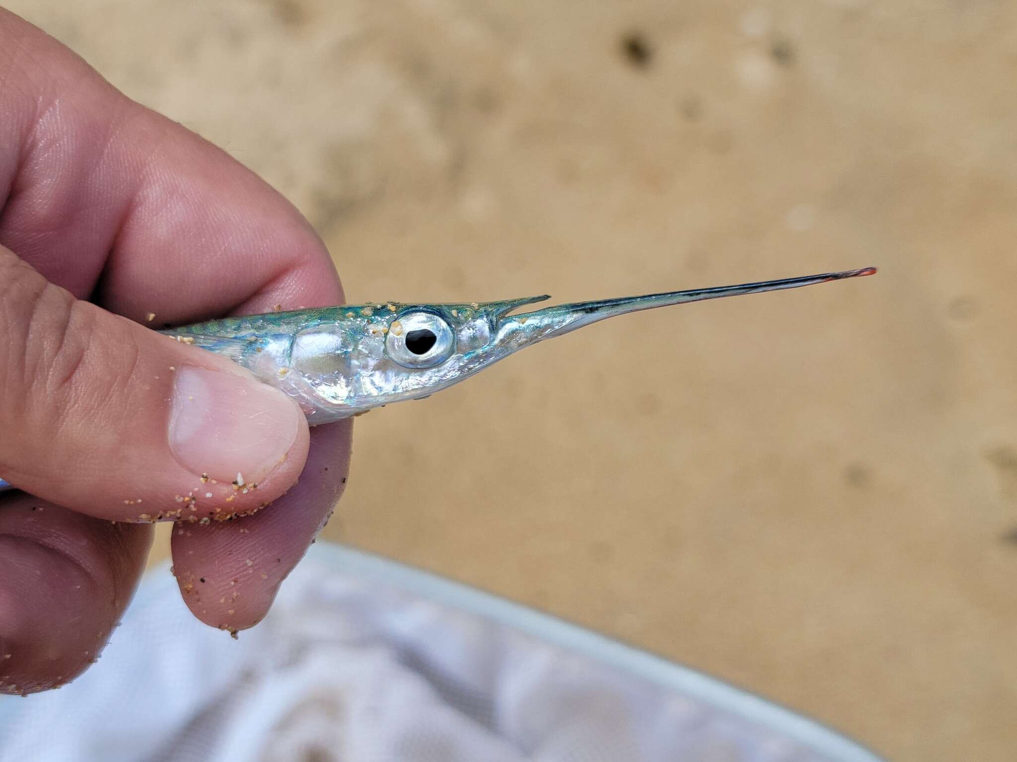 Image of Acute halfbeak