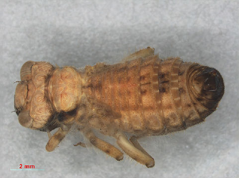 Image of Chlorogomphus Selys 1854
