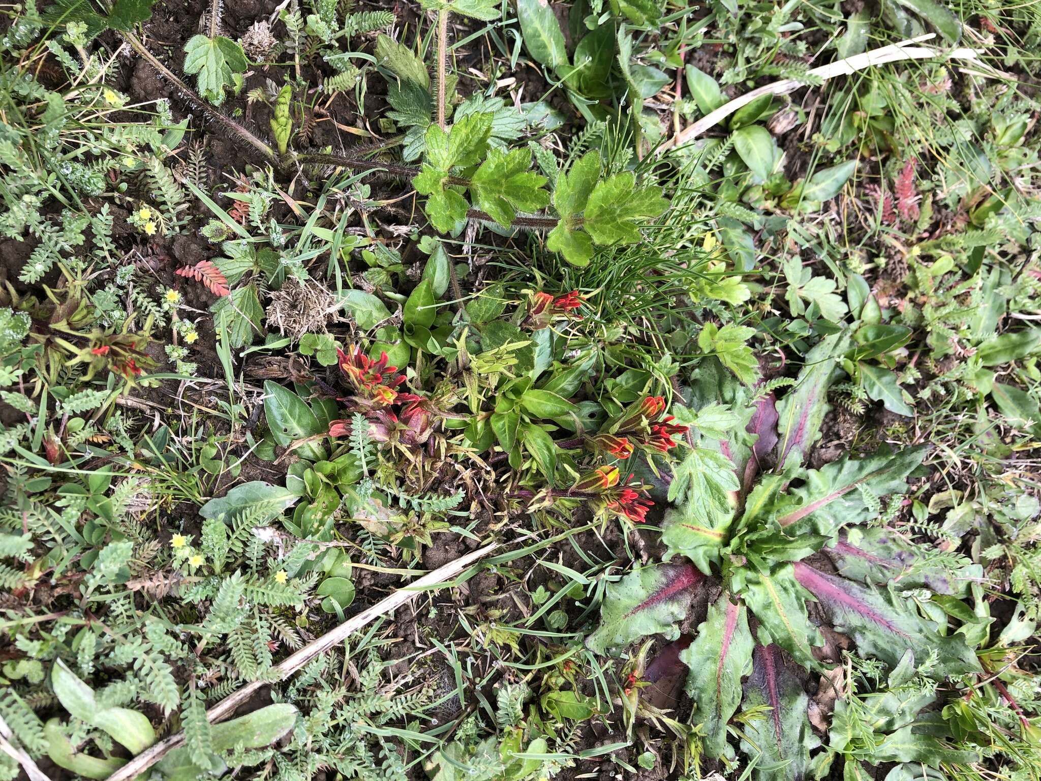 Image of Castilleja pumila (Benth.) Weddell