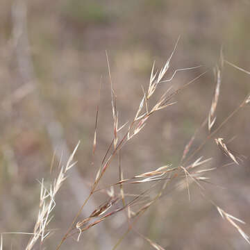 Image of Austrostipa blackii (C. E. Hubb.) S. W. L. Jacobs & J. Everett