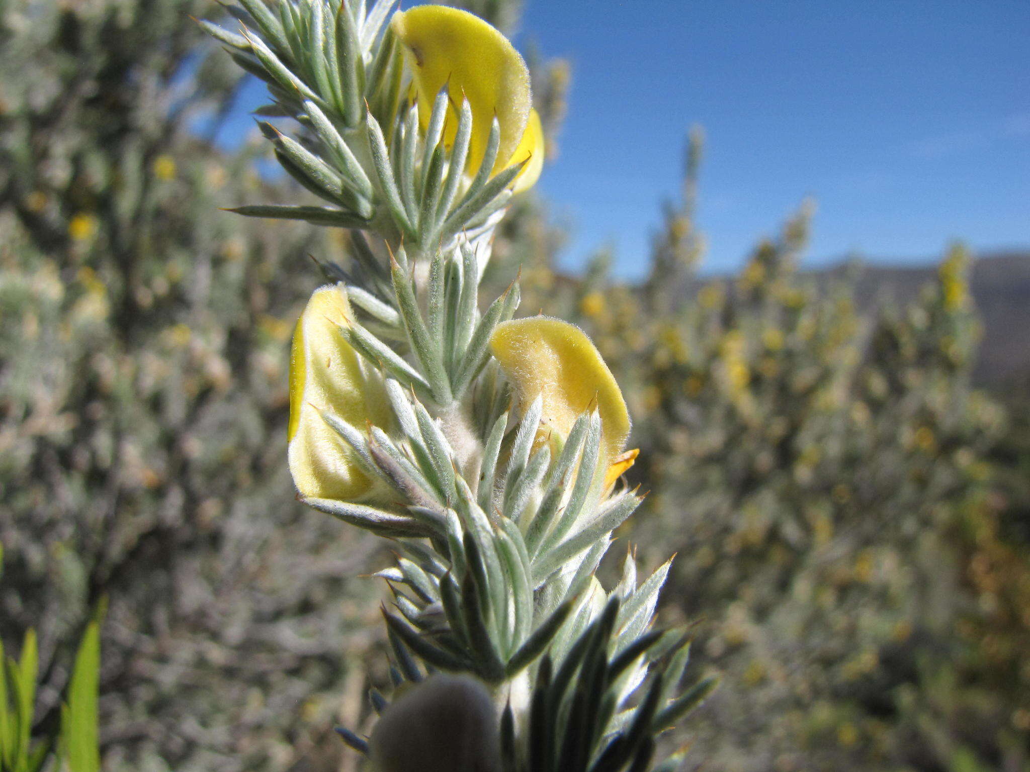 صورة Aspalathus hystrix L. fil.