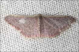 Image of Idaea costaria Walker 1863