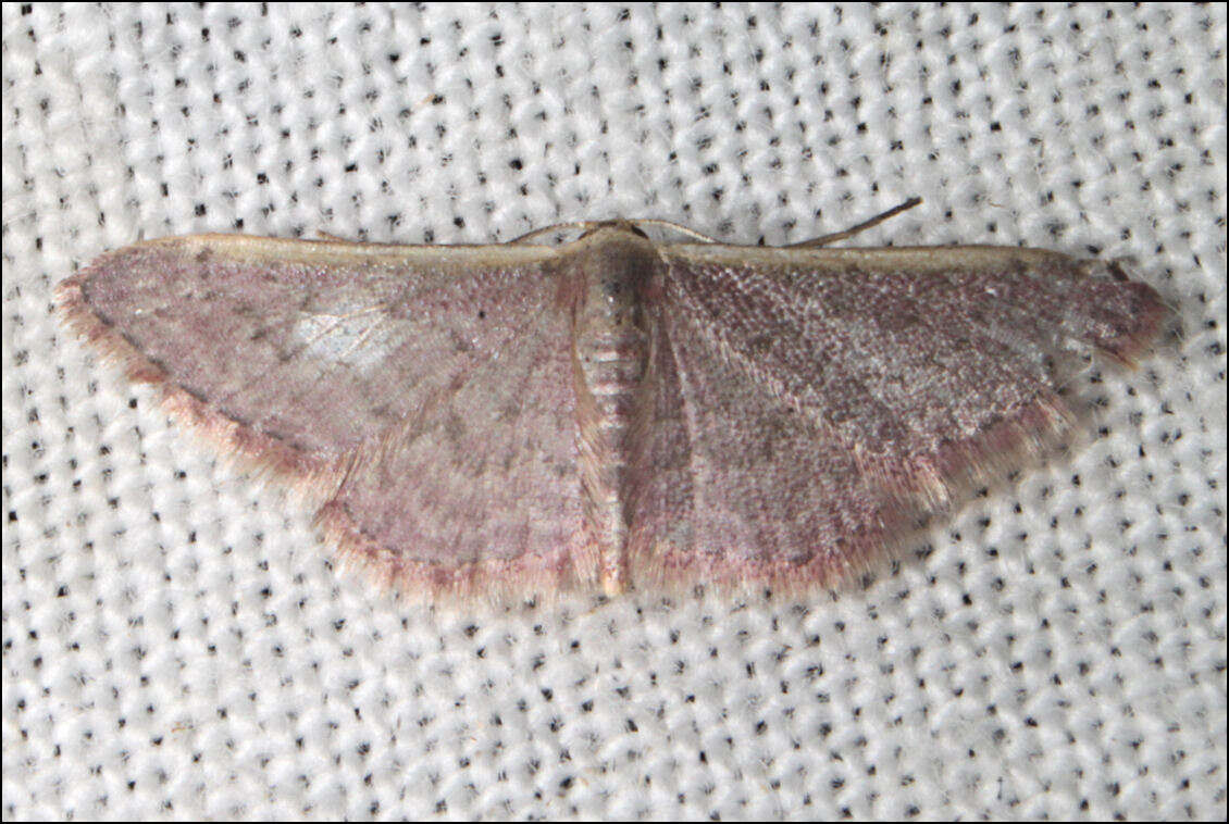 Image of Idaea costaria Walker 1863