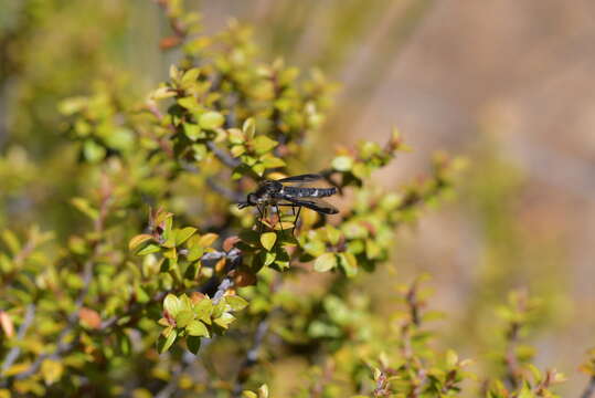 Image of Tillyardomyia