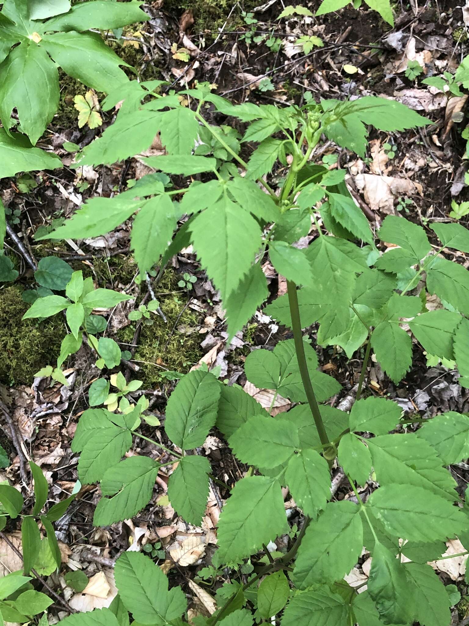 Image of Canadian Wild Lovage