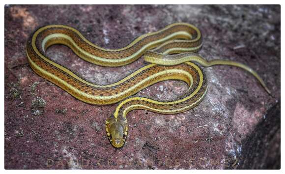 Image of Rossman's Garter Snake