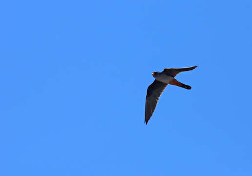 Image of Red-footed Falcon