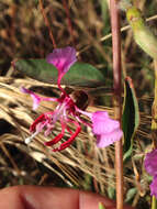 Image of elegant clarkia