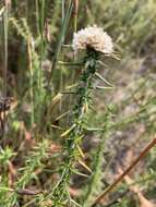 Image of Metalasia capitata (Lam.) Less.