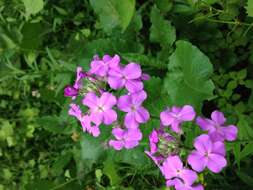 Imagem de Hesperis matronalis L.